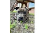Adopt Ralph a Merle American Pit Bull Terrier / Mixed Breed (Medium) / Mixed