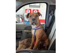 Adopt Hank a Brown/Chocolate - with White American Pit Bull Terrier / Boxer /