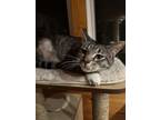 Adopt Alex a Gray, Blue or Silver Tabby Domestic Shorthair (short coat) cat in