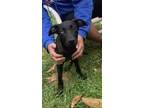 Adopt bluey a Black - with White Labrador Retriever / Husky / Mixed dog in