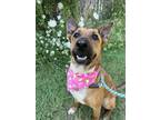 Adopt Jambalaya a Red/Golden/Orange/Chestnut German Shepherd Dog / Mixed dog in