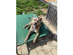 Adopt Gator a Tricolor (Tan/Brown & Black & White) American Pit Bull Terrier /