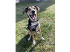 Adopt Bucky Badger a Tricolor (Tan/Brown & Black & White) Mixed Breed (Large) /