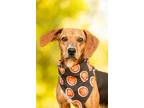 Adopt Zelda a Whippet / Mixed dog in Madison, GA (41296256)