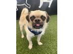 Adopt Venus a Pug / Terrier (Unknown Type, Small) / Mixed dog in Gardena