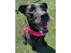 Adopt Dana a Labrador Retriever / Mixed Breed (Medium) / Mixed dog in Fort