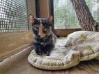 Adopt Kimmie a Calico / Mixed (short coat) cat in Fulton, TX (40776133)
