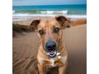 Adopt Cynn a Black Mouth Cur / Mixed Breed (Medium) / Mixed dog in Sebastian
