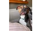 Adopt Soldier (In-Foster) a American Pit Bull Terrier / Mixed dog in Vineland