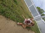 Adopt Tuff a Boxer / Mixed Breed (Medium) / Mixed dog in Mt.