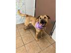Adopt Skylee a Shepherd (Unknown Type) / Labrador Retriever / Mixed dog in