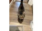 Adopt Traveler a Brown Tabby Domestic Mediumhair / Mixed (long coat) cat in Fort
