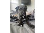 Adopt Lorelei a Black - with White Cairn Terrier / Labrador Retriever dog in