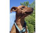 Adopt Humphrey a Red/Golden/Orange/Chestnut Miniature Pinscher dog in Ridgeland