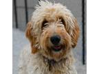 Adopt Ivy a Tan/Yellow/Fawn Goldendoodle / Mixed dog in Louisville