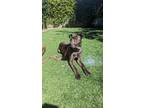 Adopt Brick a Mountain Cur / Shar Pei dog in Pleasant Hill, CA (40115716)