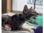 Adopt L1 a Spotted Tabby/Leopard Spotted American Shorthair / Mixed cat in