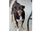Adopt JUNIOR a Brown/Chocolate Pug / Beagle dog in Banning, CA (39829424)