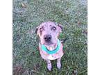 Adopt River a Merle Great Dane / Black Mouth Cur / Mixed dog in Batson