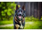 Adopt Luke a Belgian Tervuren / Shepherd (Unknown Type) / Mixed dog in Vallejo