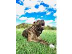 Adopt Jovi a Mastiff / Mixed dog in Van Wert, OH (41295500)
