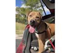 Adopt Brownie a Brown/Chocolate - with Tan Blue Lacy/Texas Lacy dog in Savannah