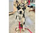Adopt Forrest a Husky / Mixed Breed (Medium) / Mixed dog in St.
