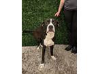 Adopt Boomy a Black American Pit Bull Terrier / Mixed Breed (Medium) / Mixed