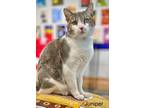 Adopt Juniper a Domestic Shorthair / Mixed cat in St. George, UT (40396863)