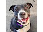 Adopt Frankie - Foster or Adopt Me! a Black American Staffordshire Terrier /