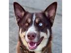 Adopt Milo - Foster or Adopt Me! a Border Collie / Husky / Mixed dog in Lake