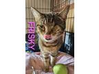 Adopt FRISKY a Brown Tabby Tabby (short coat) cat in Harrodsburg, KY (41295183)