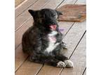 Adopt Ducky a Brindle - with White Border Collie / Mixed dog in Tulsa