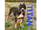 Adopt TITAN a Black - with Tan, Yellow or Fawn Rottweiler / Hound (Unknown Type)