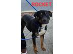 Adopt ROCKET a Black - with Tan, Yellow or Fawn Rottweiler / Hound (Unknown