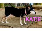 Adopt KATIE a Tricolor (Tan/Brown & Black & White) Feist / Mixed dog in