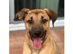 Adopt Holmes - Adopt Me! a Plott Hound / Shepherd (Unknown Type) / Mixed dog in