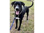 Adopt Murphy a Labrador Retriever / Great Dane / Mixed dog in St.