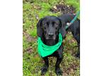 Adopt Stetson a Dachshund / Labrador Retriever / Mixed dog in Darlington