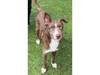 Adopt Miso a Terrier (Unknown Type, Medium) / Australian Shepherd / Mixed dog in