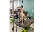 Adopt Koko a Poodle (Standard) / Mixed Breed (Medium) / Mixed dog in POMONA