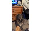 Adopt Moose a Black - with Tan, Yellow or Fawn Mutt / Mixed dog in Fruita