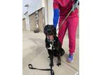 Adopt Boomer a Black - with White German Shepherd Dog / Labrador Retriever /