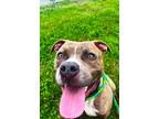 Adopt Rhine a American Pit Bull Terrier / Mixed dog in Ridgely, MD (41294890)