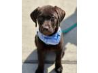 Adopt Scout a Brown/Chocolate Labrador Retriever / Mixed dog in Oro Medonte