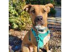 Adopt Archie a Red/Golden/Orange/Chestnut - with White German Shepherd Dog /