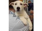 Adopt Tart - Dark Blue Collar - AVAILABLE a Brindle Husky / Mixed Breed (Medium)