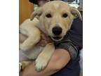 Adopt Cookie - Dark Blue Collar - AVAILABLE a Brindle Mixed Breed (Small) /