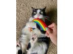 Adopt Bandit - Loyal! a Black & White or Tuxedo Domestic Shorthair (short coat)