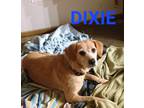 Adopt DIXIE a Tan/Yellow/Fawn Beagle / Labrador Retriever / Mixed dog in